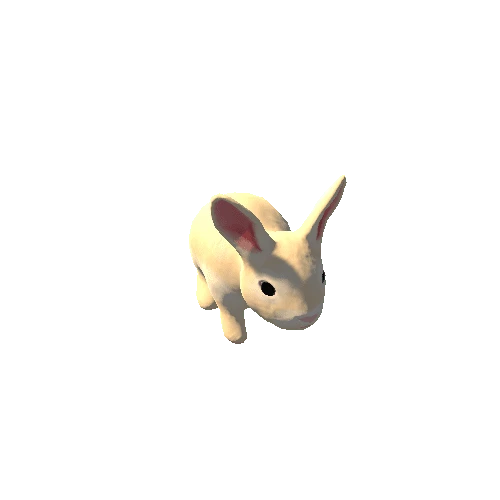 Rabbit 3